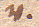 von